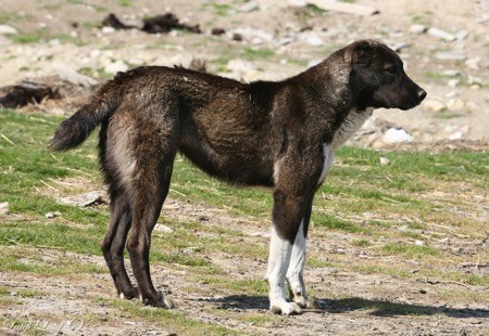 Приотарные собаки Таджикистана