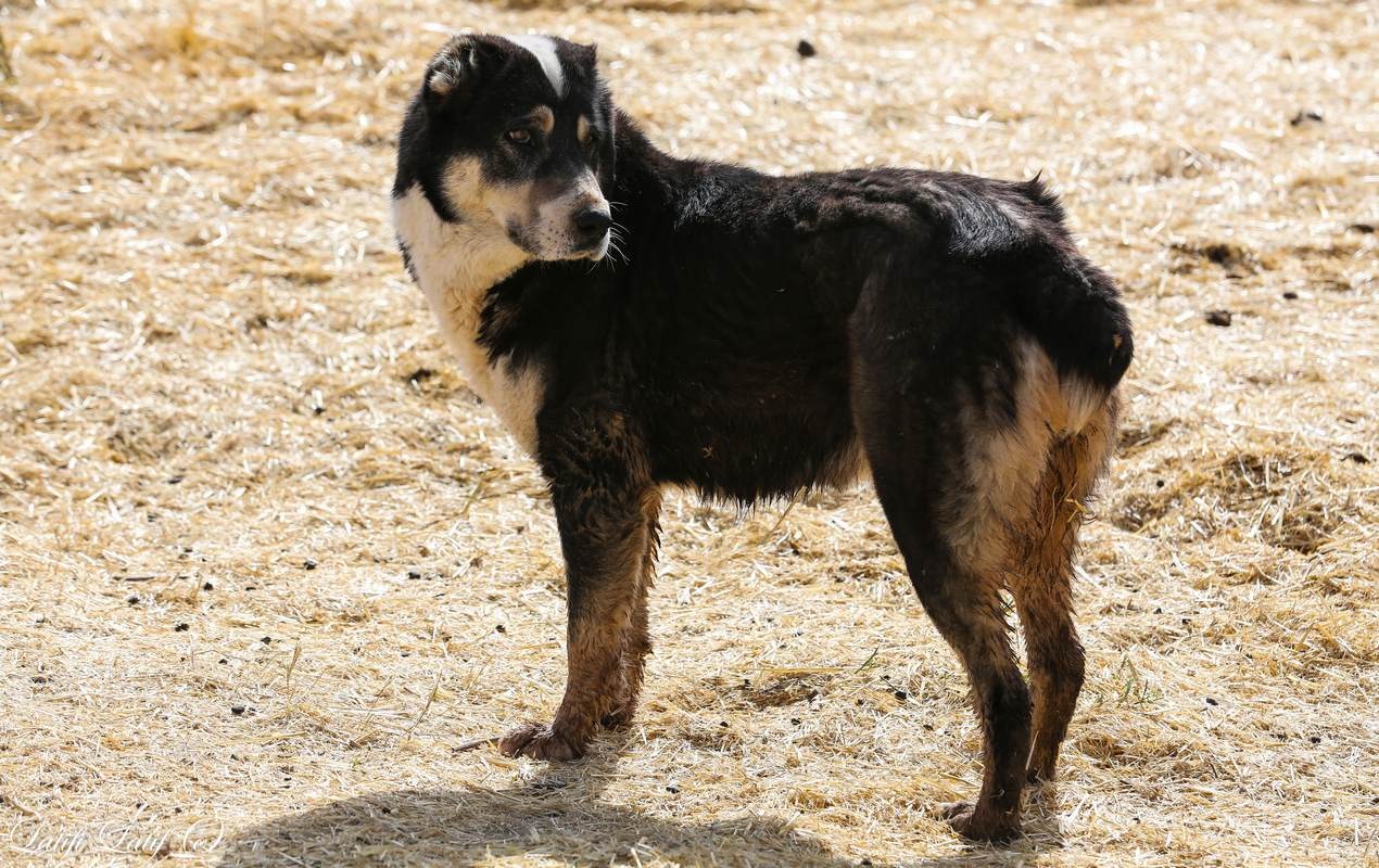 Немного о роли собак в овцеводстве Таджикистана